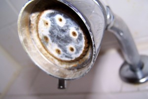 Dirty, rusty shower head needs cleaning.